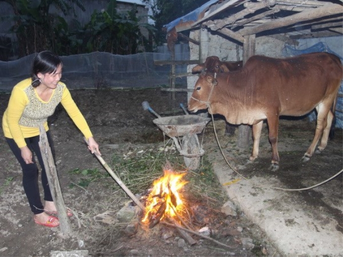 Đốt lửa sưởi ấm cho gia súc. (Ảnh: TTXVN)